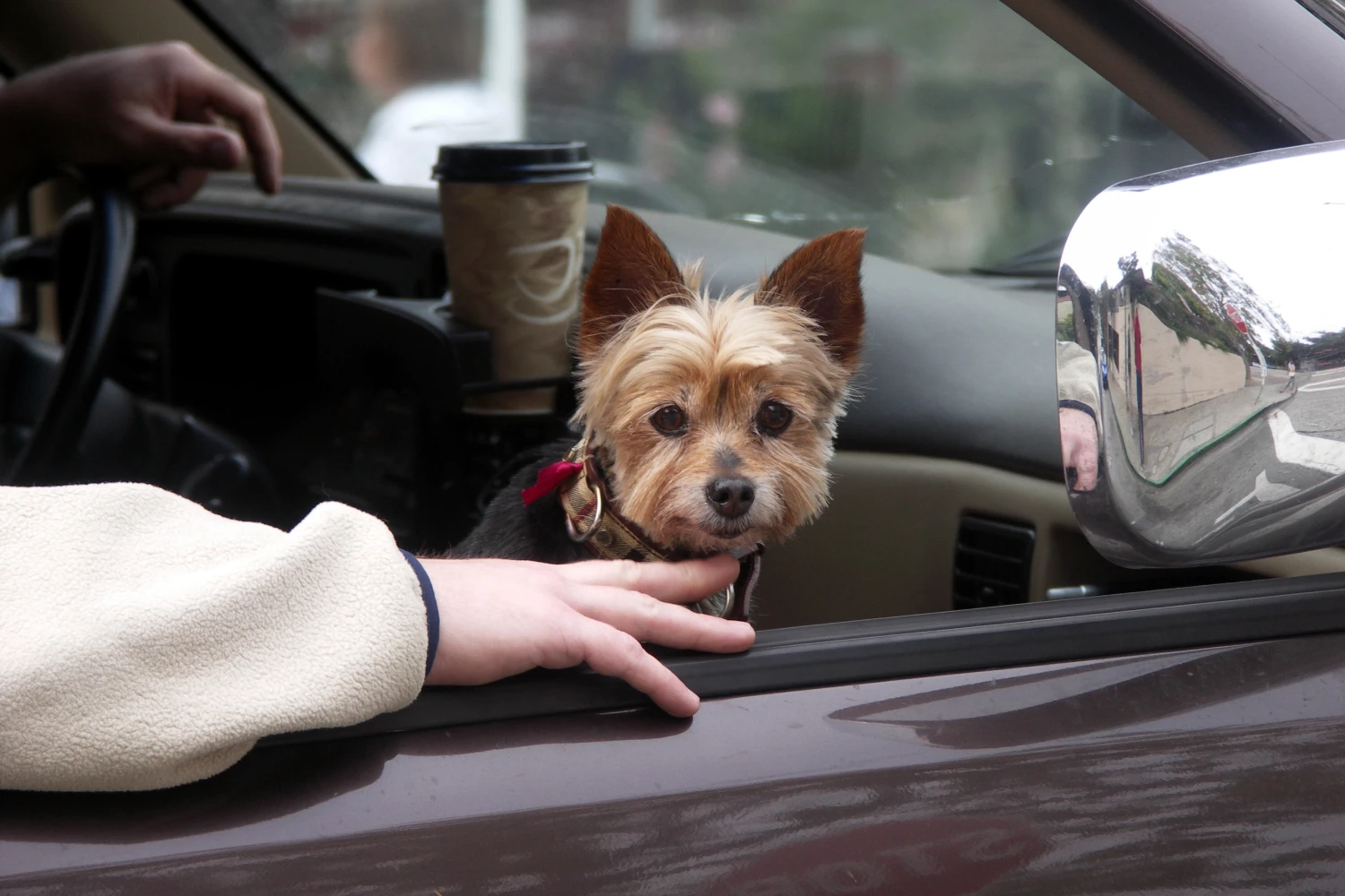 Dog Carrier Purse for Biewer Terrier